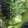 Stechapfel (Datura stramonium)  