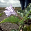 Stechapfel (Datura tatula)  