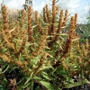 Strand-Ampfer (Rumex maritimus)  