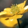 Gold-Hahnenfuß (Ranunculus auricomus agg.)
