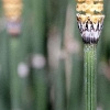 Teich-Schachtelhalm (Equisetum fluviatile)