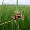 Gewöhnliche Strandsimse (Scirpus maritimus). 