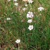 Steinbrech-Felsennelke (Petrorhagia  saxifraga)