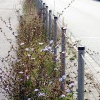 Grünstreifen mit Wegwarte (Cichorium intybus)