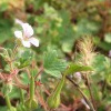 Rundblättriger Storchschnabel (Geranium rotundifolium)