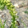 Färber-Resede (Reseda luteola)