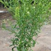 Hauptbahnhof West: Virginische Kresse (Lepidium virginicum), 