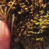 Hornzahnmoos (Ceratodon purpureus)