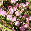Borkum, Dorniger Hauhechel (Ononis spinosa)