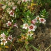 Borkum, Strand-Milchkraut (Glaux maritima)