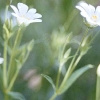 Große Sternmiere (Stellaria holostea)