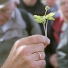 Moschuskraut (Adoxa moschatellina)