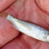 Ein Charakterfisch der Unterweser: (junger) Aland. 