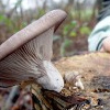 Austern-Seitling (Pleurotus ostreatus)