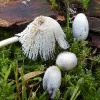 Coprinus laanii (Graumehliger Holz-Tintling)