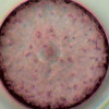 Phytoplankton-Holobiont