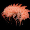 Karlotta Kuerzel - Deepsea Epimeriidae