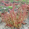 Graugrüner Gänsefuss (Chenopodium glaucum)