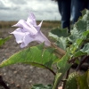 Stechapfel (Datura tatula)  