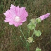 Siegmarswurz oder Rosenmalve (Malva alcea)  