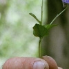 Wald-Veilchen (Viola reichenbachiana)