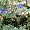 Wald-Veilchen (Viola reichenbachiana)