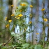 Gold-Hahnenfuß (Ranunculus auricomus agg.)