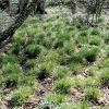 Winkel-Segge (Carex remota)