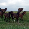 Beweidete Parzelle im Sommergroden.