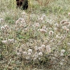 Hasen-Klee (Trifolium arvense)