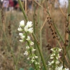 Weiße Steinklee (Melilotus albus)