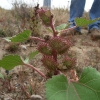 Ufer-Spitzklette (Xanthium albinum) 