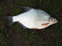 Güster aus der Weser.