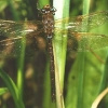 Aeshna grandis (Linnaeus, 1758)