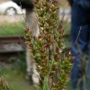 Hühnerhirse (Echinochloa crus-galli)