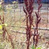 Straußblütige Sauerampfer (Rumex thyrsiflorus)