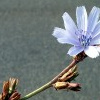 Wegwarte (Cichorium intybus). Blüte