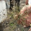 Kleines Liebesgras (Eragrostis minor)