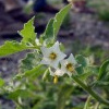 Argentinischer Nachtschatten (Solanum physalifolium)