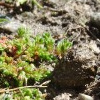 Baltrum, Moos-Dickblatt (Crassula tillaea) 