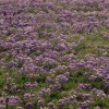 Baltrum, Salzwiese mit Strandflieder (Limonium vulgare)