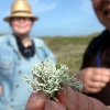 Spiekeroog, Strauchflechte (Cladonia arbuscula)