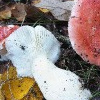 Gelbfleckender Speitäubling (Russula luteotacta)