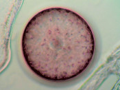 Foto: Phytoplankton-Holobiont