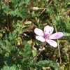 Spiekeroog, Reiherschnabel (Geranium cicutarium)