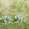 Spiekeroog, Stranddistel (Eryngium maritimum)