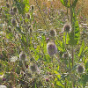Wilde Karde (Dipsacus fullonum L.)