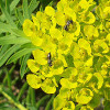 Wildbienen auf Wolfsmilch