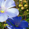 Lein (Linum)