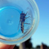 Fänge: Schwebfliege